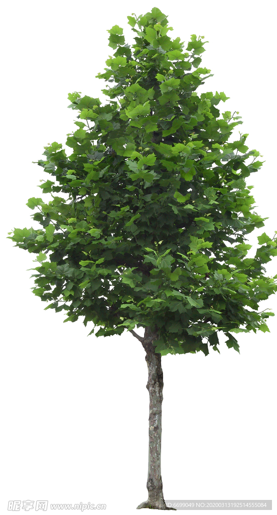 园林植物