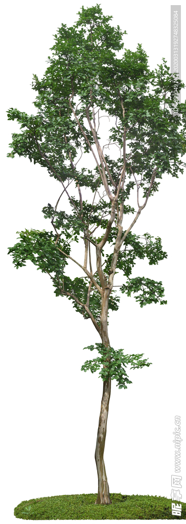 园林植物