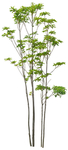 园林植物