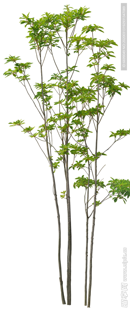 园林植物