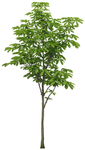 园林植物