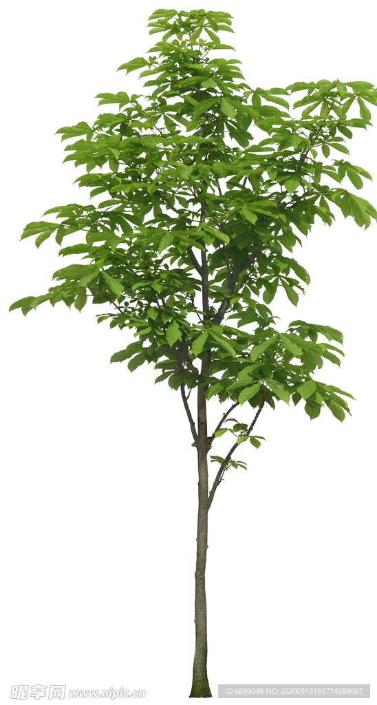园林植物