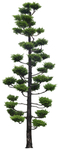 园林植物