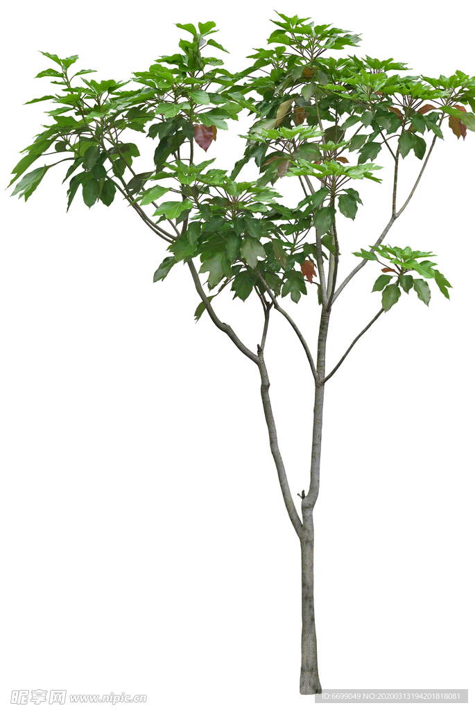 园林植物