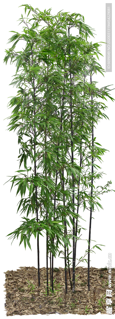 园林植物