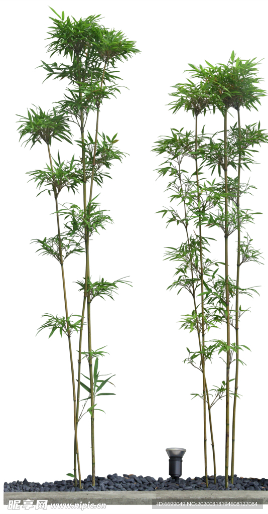 园林植物