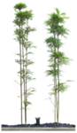 园林植物
