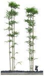 园林植物