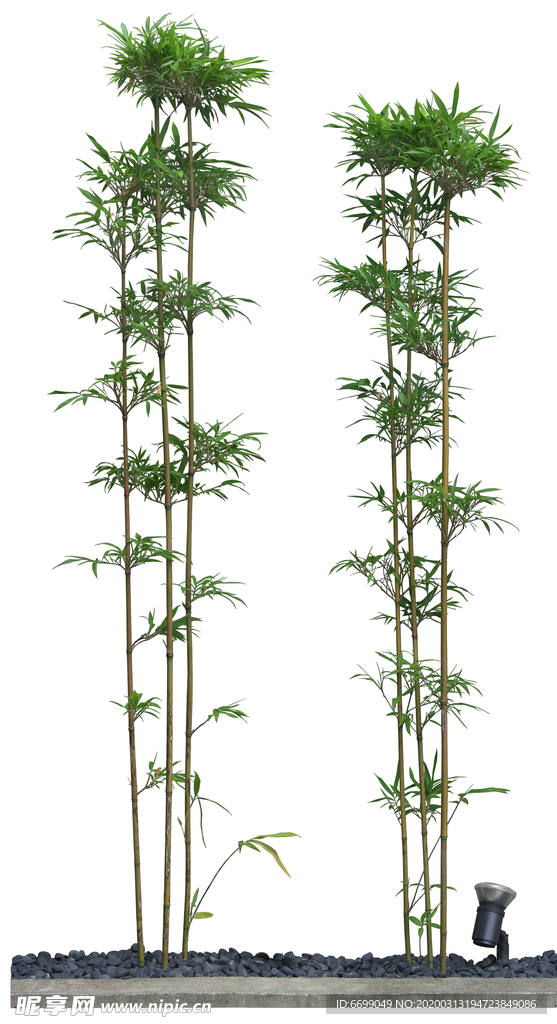 园林植物