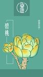 多肉科普