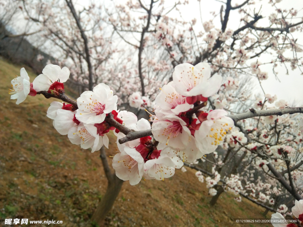 桃花