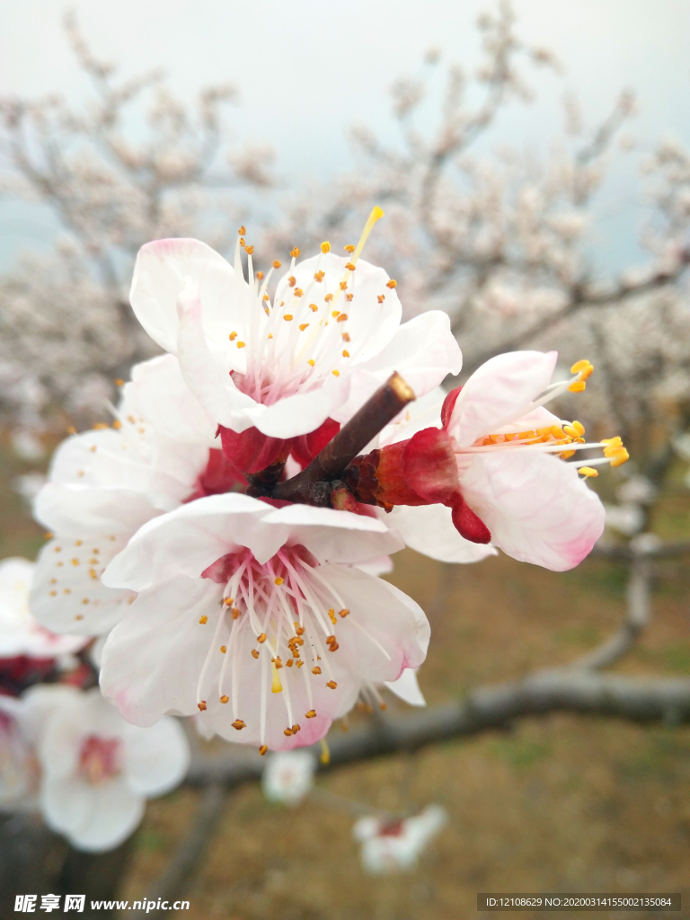 桃花