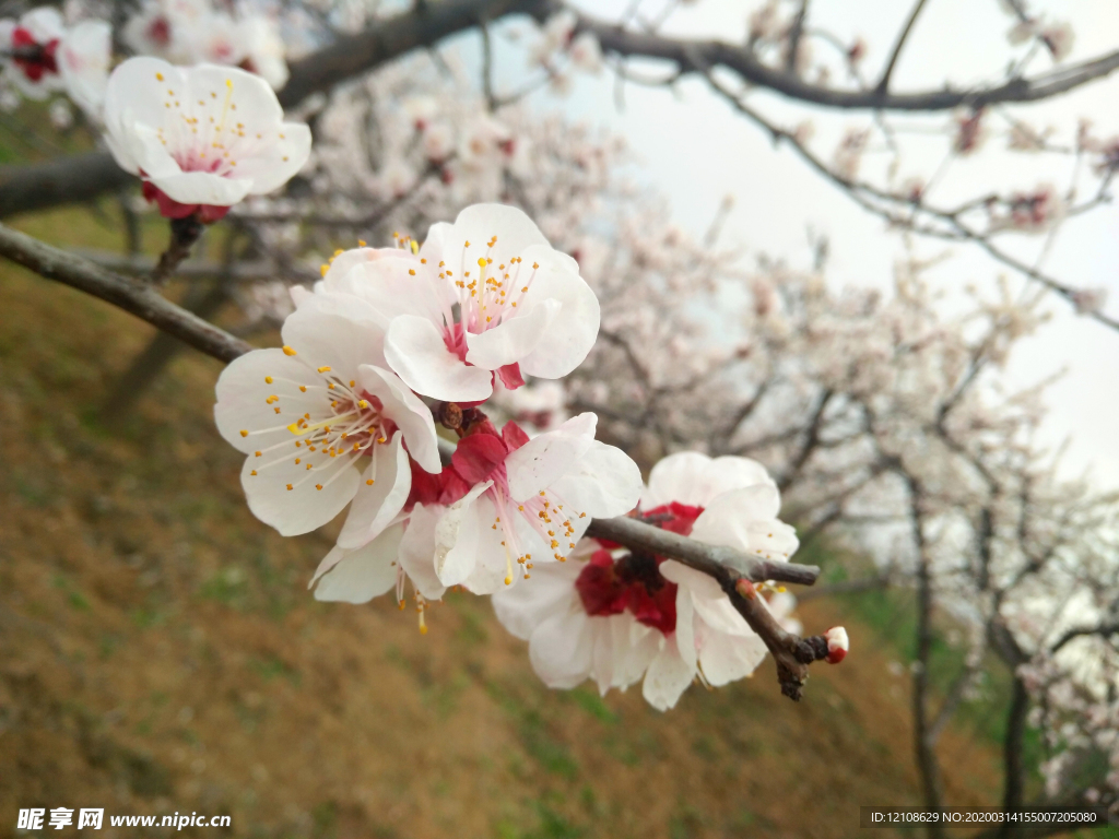 桃花