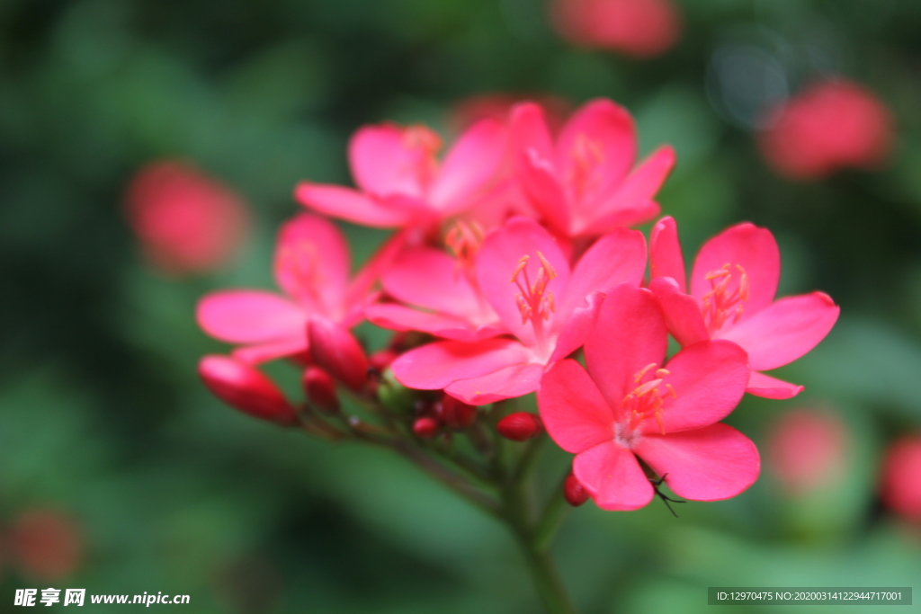 珊瑚花