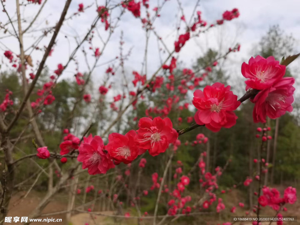 桃花