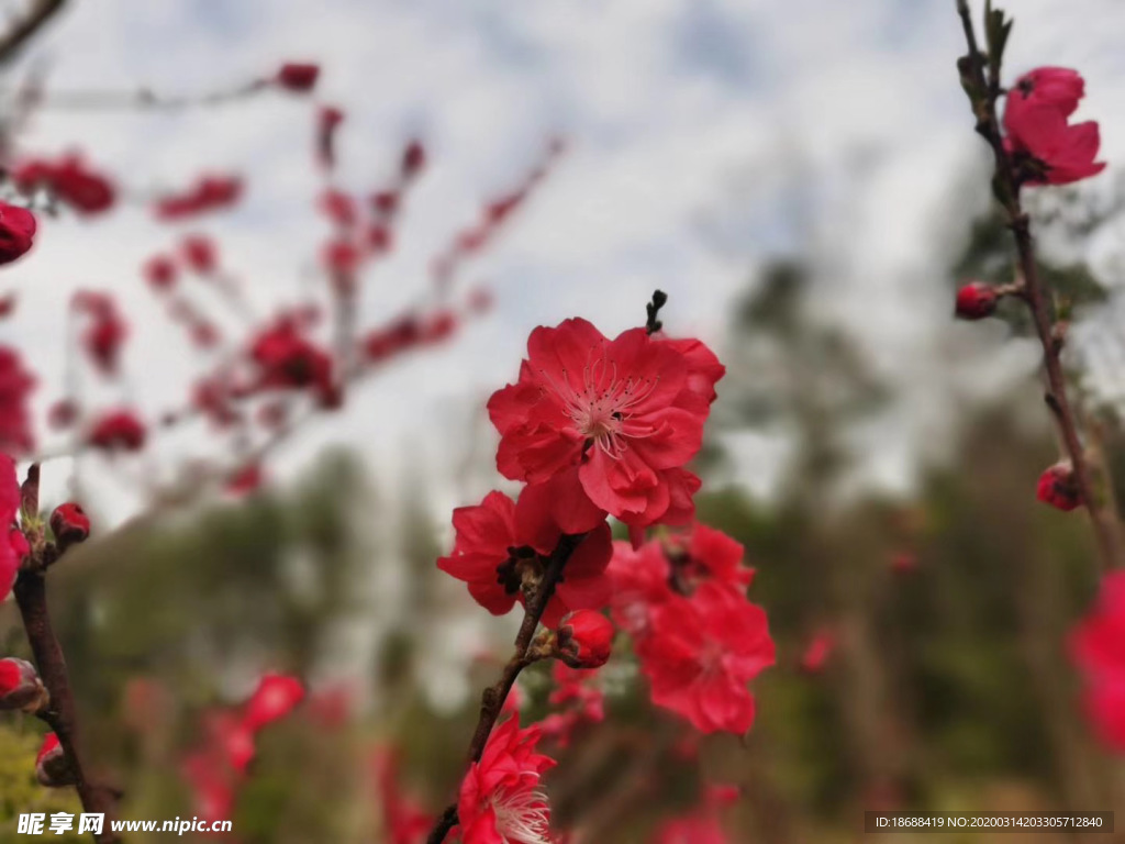 桃花