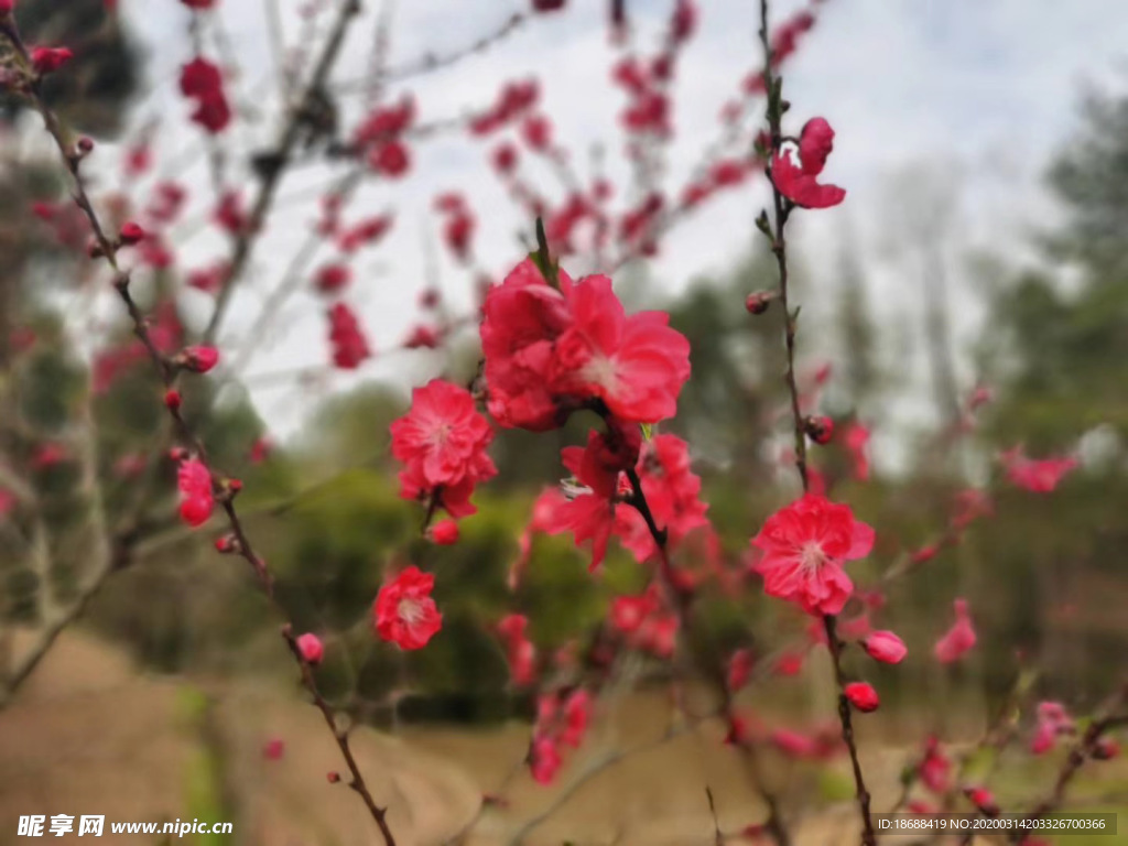 桃花