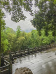 竹林
