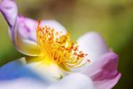花蕊