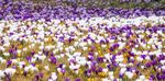 郁金香花海