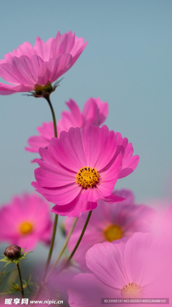 格桑花 虞美人