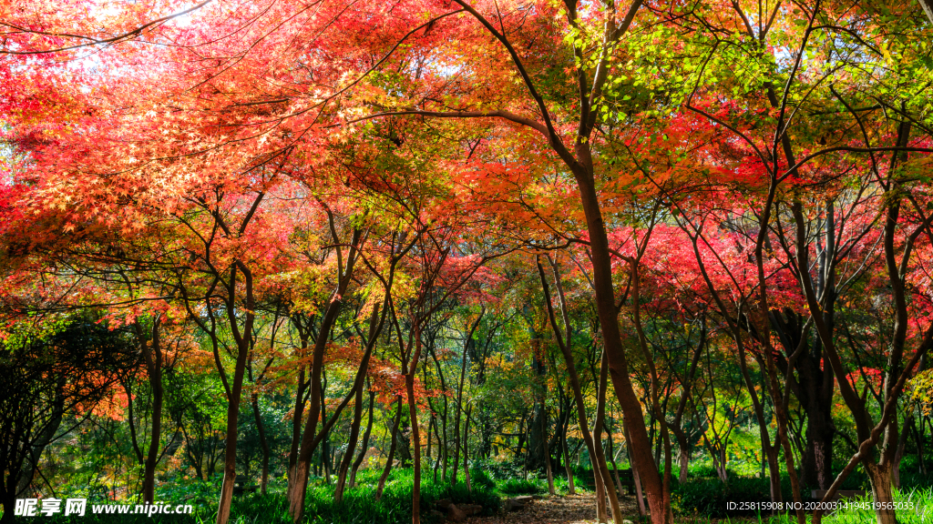 枫叶枫树枫林深秋图片背景