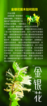 金银花