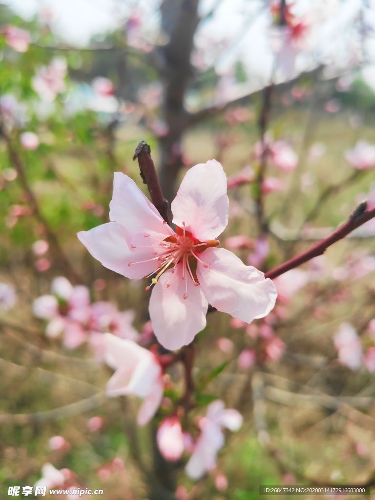 桃花