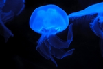 深海水母