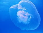 深海水母