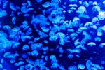 深海水母