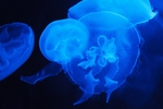深海水母