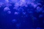 深海水母