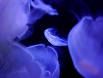 深海水母