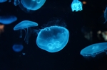 深海水母