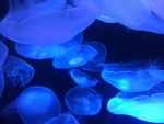 深海水母