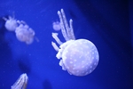 深海水母