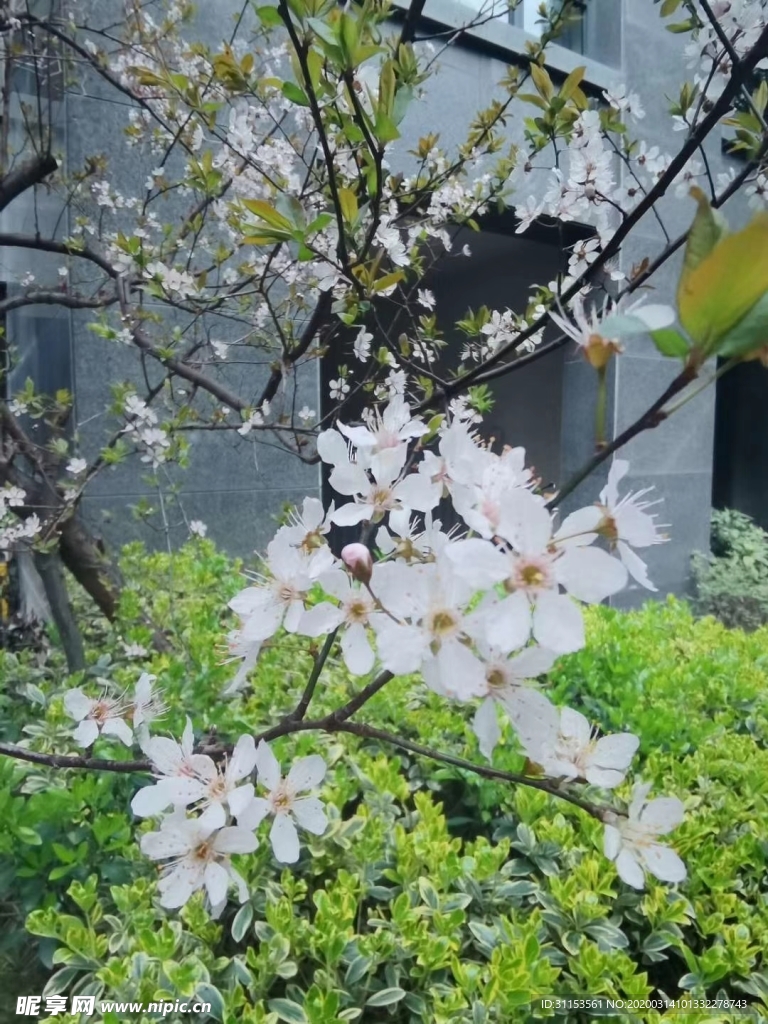樱花