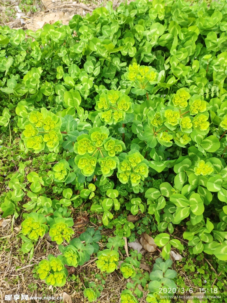 绿色植物