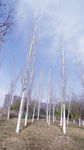 杨树