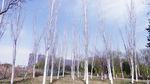 杨树