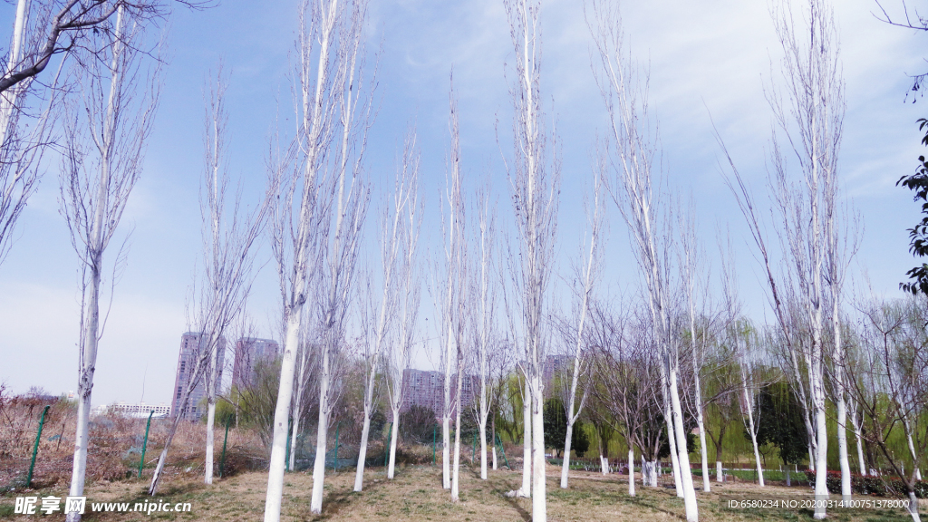 杨树