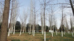 杨树