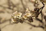 枝 白色 樱花