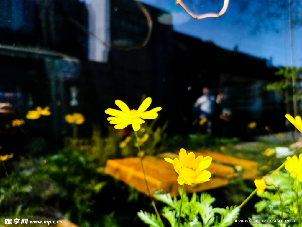 屋前黄色的花