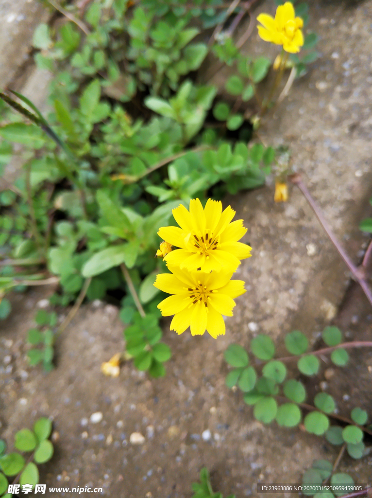 小黄花