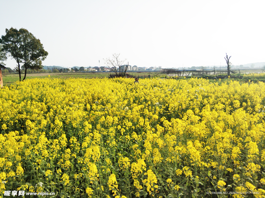 油菜花田