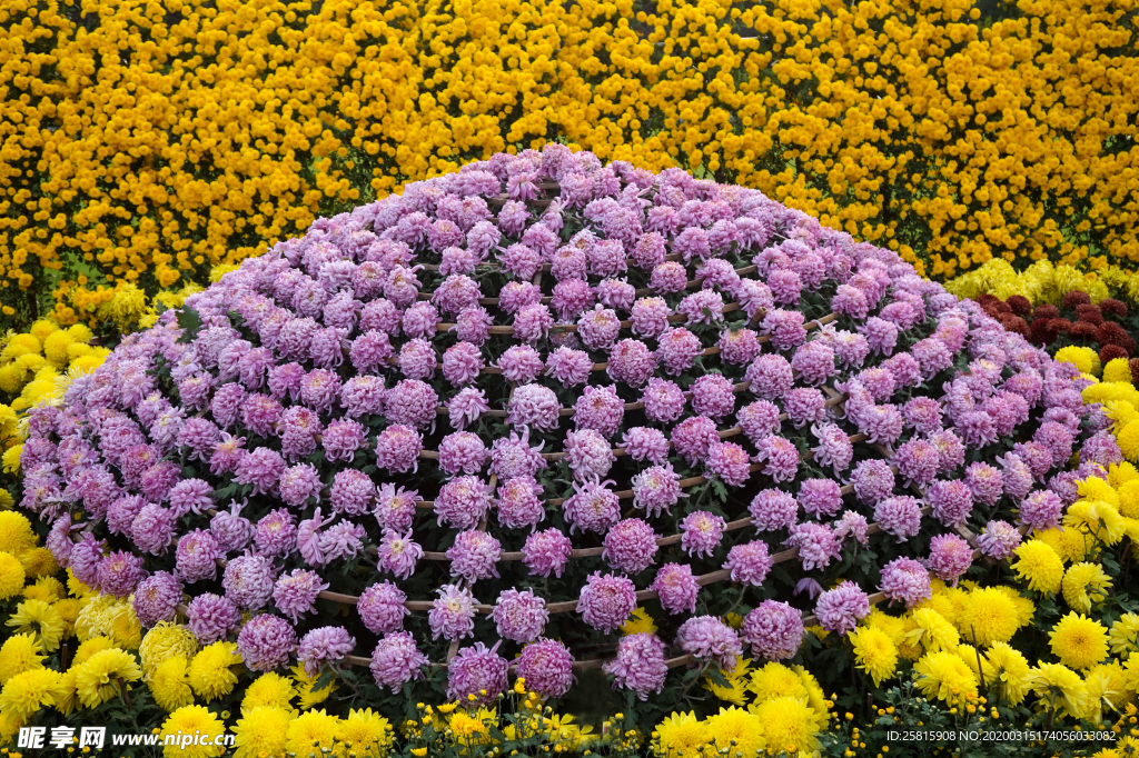 菊花花艺图片