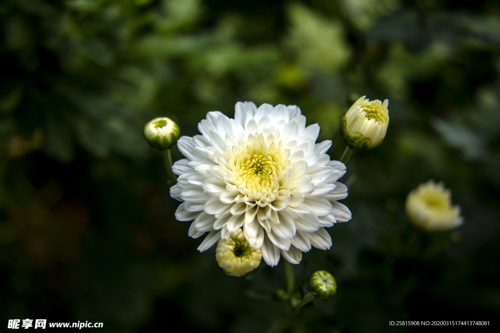 菊花花艺图片