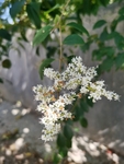 小蜡树花